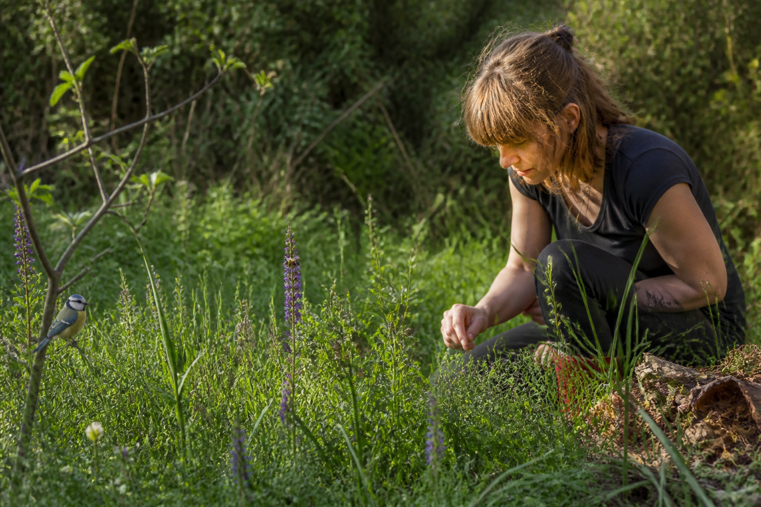 Biodiversité au jardin : gestes simples pour attirer oiseaux, abeilles et auxiliaires