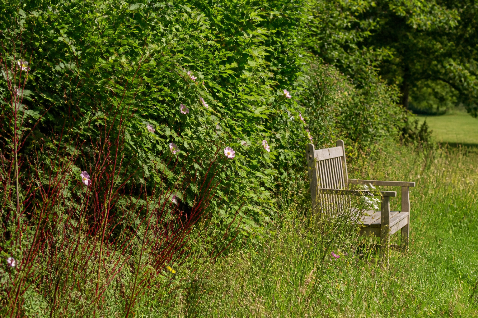 Haie champêtre sans entretien : quelles essences choisir pour un jardin vivant ?
