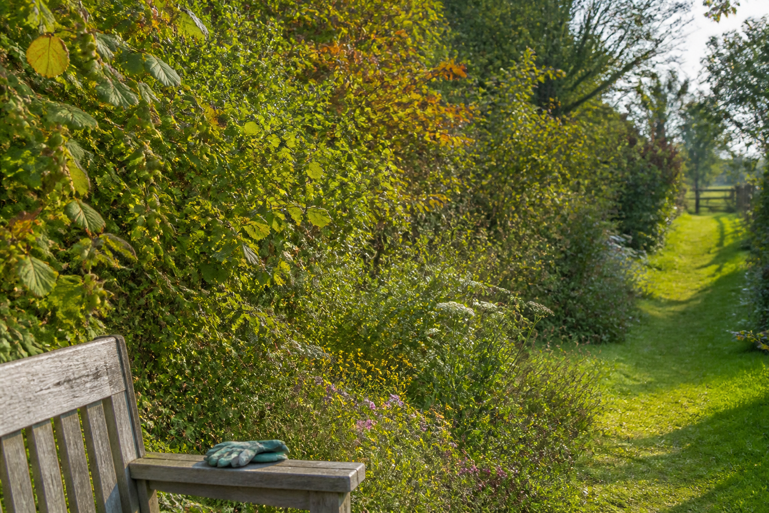 Haie champêtre sans entretien : quelles essences choisir pour un jardin vivant ?