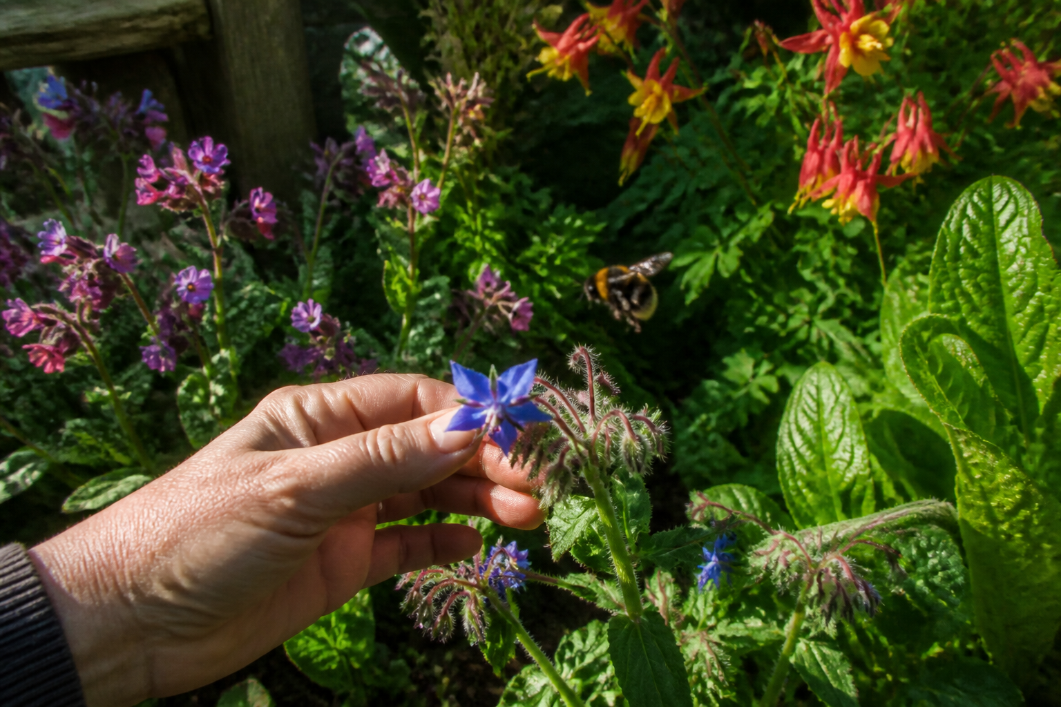 Plantes mellifères vivaces : lesquelles planter pour attirer les abeilles au jardin ?