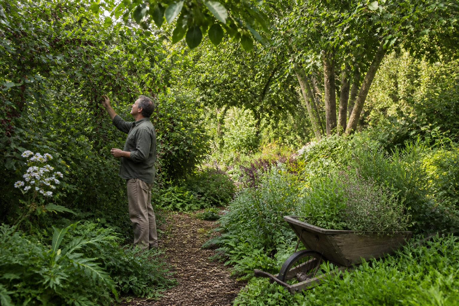 Jardin forêt : principe, avantages et limites avant de se lancer